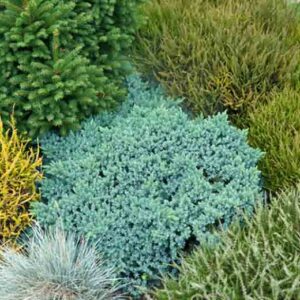 Žvynuotasis kadagys 'Blue star'