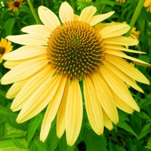 Ežiuolė 'Kismet Yellow'