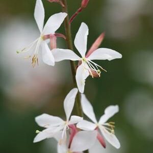 Gaura 'Karalee White'