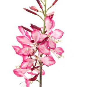 Gaura 'Freefolk Rosy'