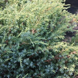 Paprastasis kadagys 'Silver Sterling'