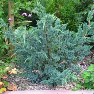 Žvynuotasis kadagys 'Meyeri'