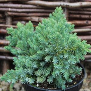 Žvynuotasis kadagys 'Blue star'