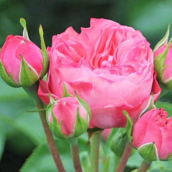 Floribundinė rožė ant koto 'Candy Rokoko'