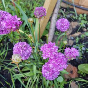 Gvaizdė (Armeria) 'Ballerina purple rose'
