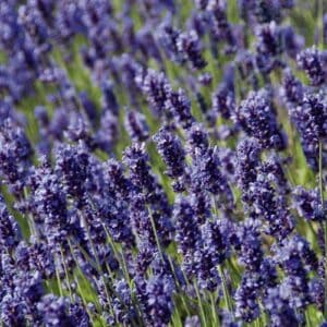 Levanda 'Hidcote blue'