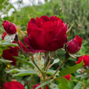 Floribundinė rožė ant koto 'Milano'