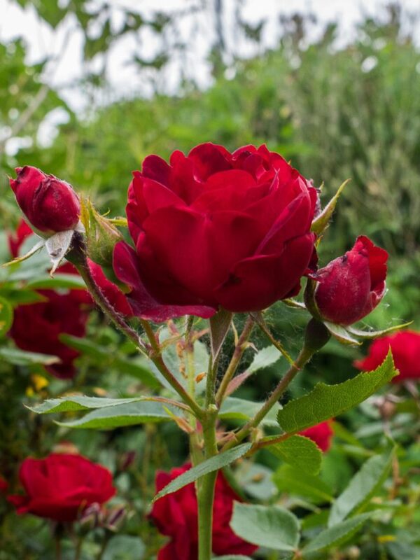 Floribundinė rožė ant koto 'Milano'