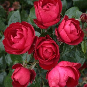 Floribundinė rožė ant koto 'Milano'