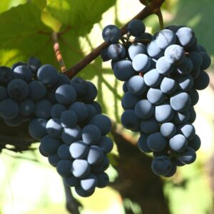 Vynuogė 'Nero'