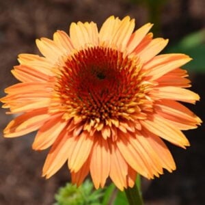 Ežiuolė 'Supreme Cantaloupe'