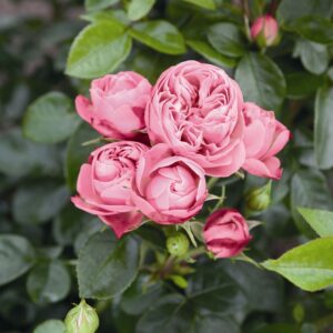 Arbatinė hibridinė rožė ant koto 'Playful Rokoko'