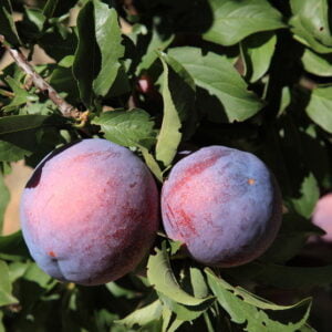 Koloninė slyva 'Tutti frutti'