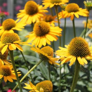 Ežiuolė 'Kismet Yellow'