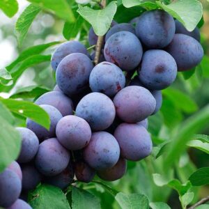 Koloninė slyva 'Tutti frutti'