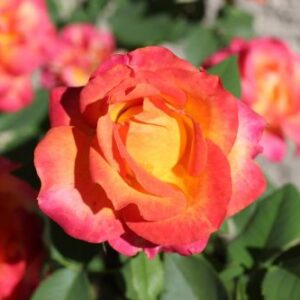 Stambiažiedė rožė ant koto 'Rosa'