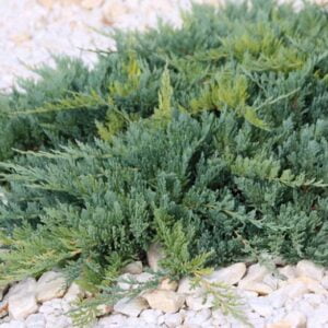 Padrikasis kadagys 'Blue Chip'