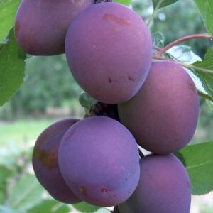 Koloninė slyva 'Tutti frutti'