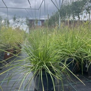 Sodinuko vaizdas medelyne vasarą