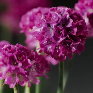 Gvaizdė (Armeria) 'Amanda Rose'