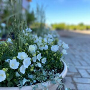 Karpatinis katilėlis 'Pearl White'