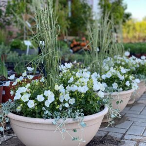 Karpatinis katilėlis 'Pearl White'