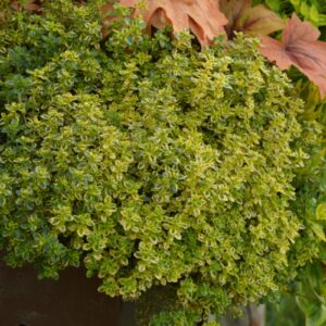 Citrininis (dekoratyvinis) čiobrelis