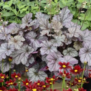 Alūnė 'Season's King'