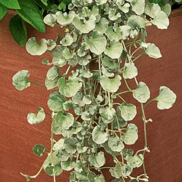 Dichondra (stuburtės) 'Silver Falls'