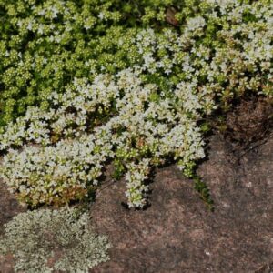 Baltažiedis čiobrelis