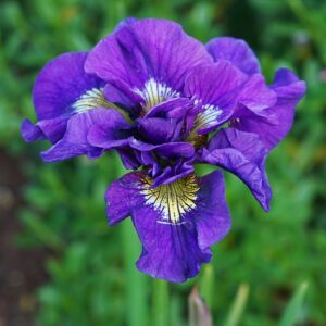 Vilkdalgis 'Double Standart'