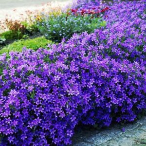 Katilėlis 'Clockwise Deep Blue'