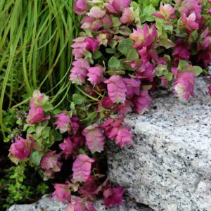 Dekoratyvinis krūminis raudonėlis 'Kent Beauty'