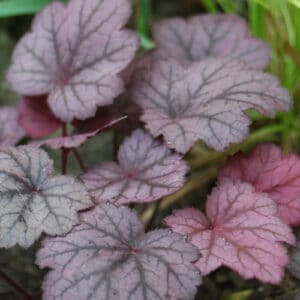 Alūnė 'Season's King'