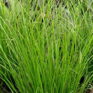 Viksva 'Phoenix green'