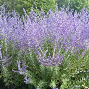 Melėsas 'Little spire'