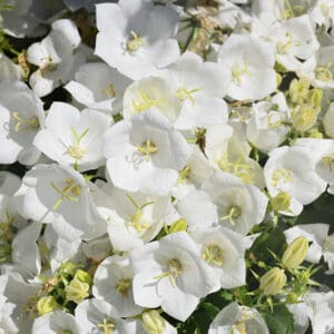 Karpatinis katilėlis 'Pearl White'