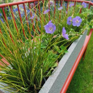 Viksva 'Phoenix green'