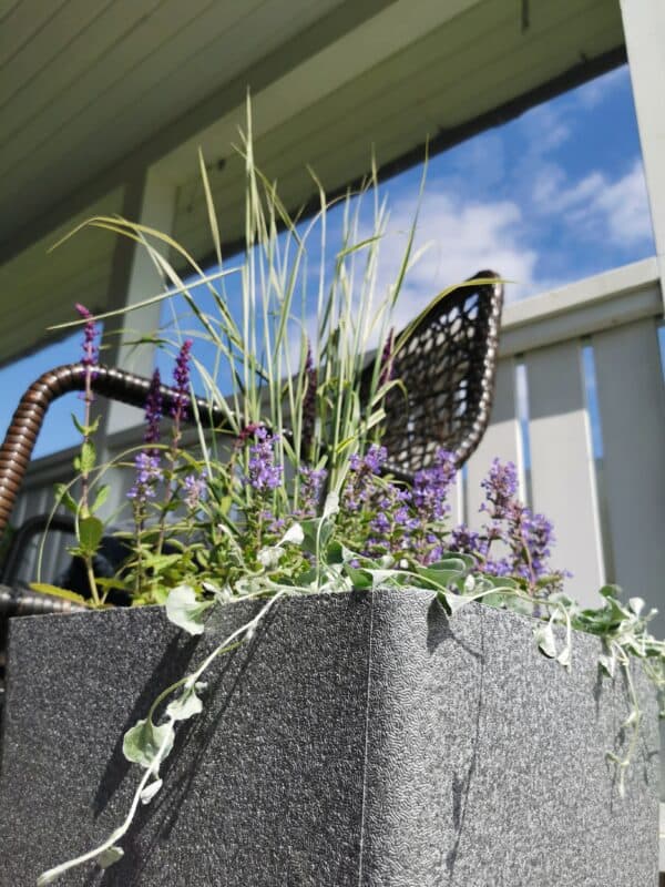 Dichondra (stuburtės) 'Silver Falls'