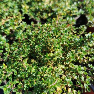 Citrininis (dekoratyvinis) čiobrelis