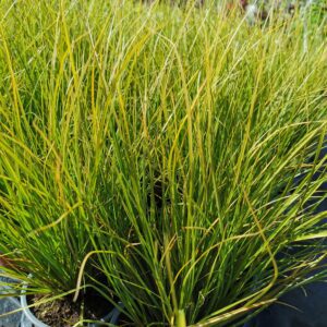 Viksva 'Phoenix green'