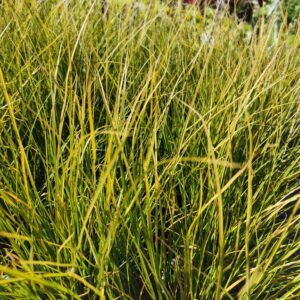 Viksva 'Phoenix green'