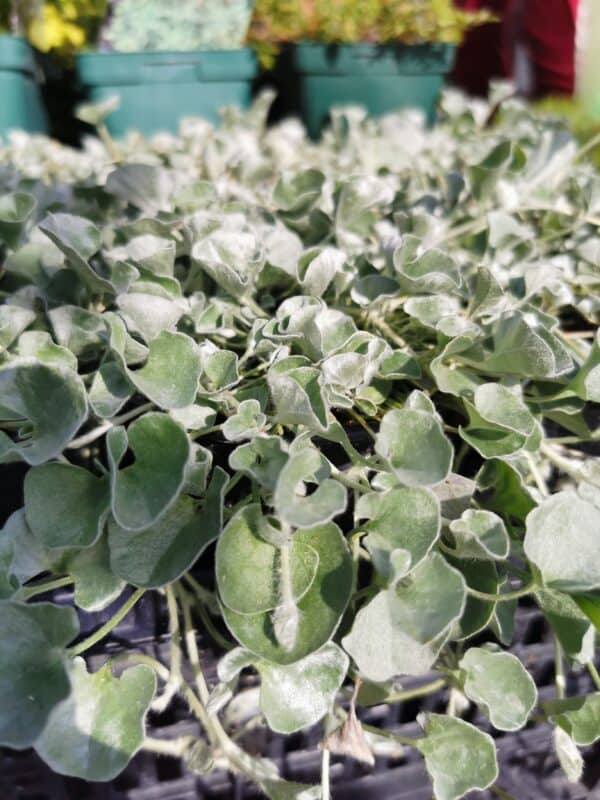 Dichondra (stuburtės) 'Silver Falls'