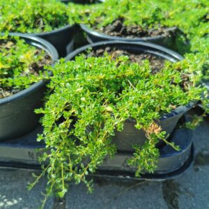 Baltažiedis čiobrelis