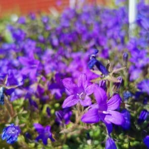 Katilėlis 'Clockwise Deep Blue'