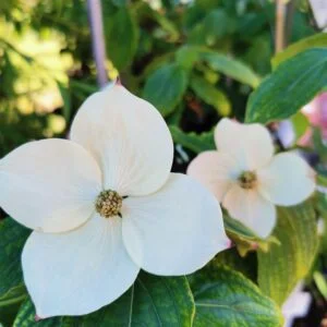 Japoninė sedula 'Teutonia'