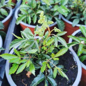 Astilbė 'Astary white'