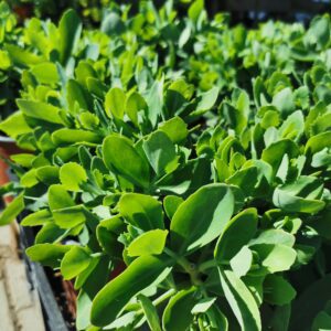 Šilokas 'Herbstfreude'