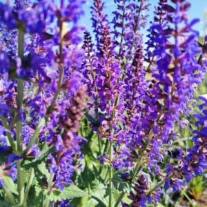 Gojinis šalavijas 'April Night'