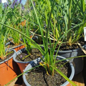 Knipofija 'Poco Red'